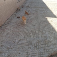 photo de livraison pour Comme Chiens et Chats Maroc
