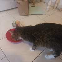 photo de livraison pour Au Rendez-vous des Animaux
