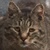 photo animal