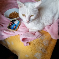 photo de livraison pour Ecole du Chat d’Arbois