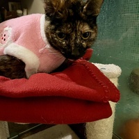 photo de livraison pour Association C.A.T.S. Chat Animal Terrien Solidarité