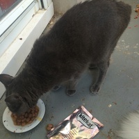 photo de livraison pour Les chats Port-Saint-Louisiens