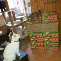 photo de livraison pour Cruzy Cat 34