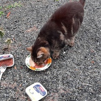 photo de livraison pour Bien vivre avec les Chats Sallélois