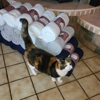 photo de livraison pour Chat de Gout'hier sans Toit