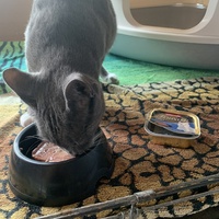 photo de livraison pour Association des Chats Camarguais
