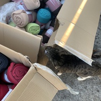 photo de livraison pour Le Chat Salonais
