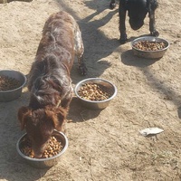 photo de livraison pour Udruženje za zaštitu i zbrinjavanje životinja "Moje šape"