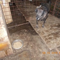 photo de livraison pour Pro Animals Finland ry