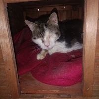photo de livraison pour Protect Cat