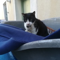 photo de livraison pour Les Chats libres de Calvisson