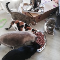 photo de livraison pour Boule de Poils