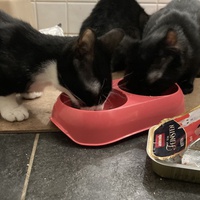 photo de livraison pour Association C.A.T.S. Chat Animal Terrien Solidarité