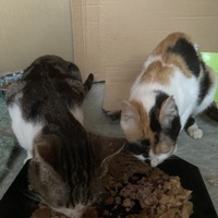 photo de livraison pour Association Des  Chats  De Hyeres