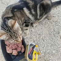 photo de livraison pour Les Chats-Pitresdelavi-Ste