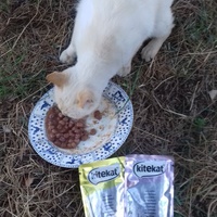 photo de livraison pour Les Chats Libres de la Canterrane