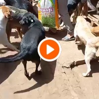 photo de livraison pour Comme Chiens et Chats Maroc