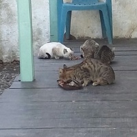 photo de livraison pour Chats cerbériens