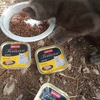 photo de livraison pour Les Chats-Pitresdelavi-Ste