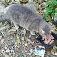 photo de livraison pour Les Chats-Pitresdelavi-Ste