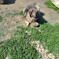 photo de livraison pour Happy Shelter Skopje