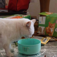 photo de livraison pour Les chats Port-Saint-Louisiens