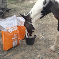 photo de livraison pour Happy Horse Day