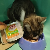 photo de livraison pour Chiens, Chats et Cie