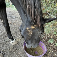 photo de livraison pour Association Equi’souffle