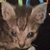 photo animal