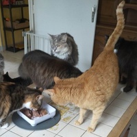 photo de livraison pour Les Compagnons des Animaux