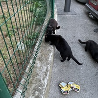 photo de livraison pour Chacun son chat