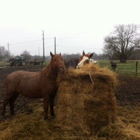 photo de livraison pour Cheval Espoir 33