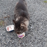 photo de livraison pour Bien vivre avec les Chats Sallélois