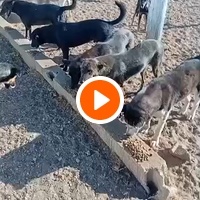 photo de livraison pour Comme Chiens et Chats Maroc