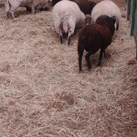 photo de livraison pour HELP