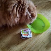 photo de livraison pour Chats Grains d'Amour
