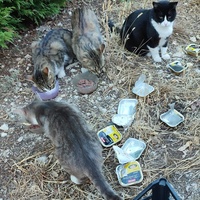 photo de livraison pour ANIMAL ATTITUDE