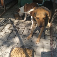 photo de livraison pour Civic Initiative Kane Korzo Skopje