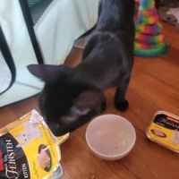 photo de livraison pour Les Chats-Pitresdelavi-Ste