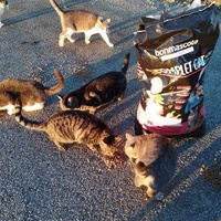photo de livraison pour Les chats Port-Saint-Louisiens