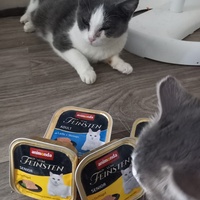 photo de livraison pour Les Pattounes de l'Espoir