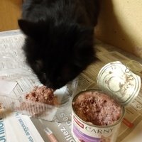 photo de livraison pour Les Chats de la Rue