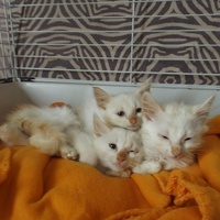 photo de livraison pour Chats du Ghetto d'Ici et d'Ailleurs