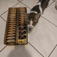 photo de livraison pour Les chats de l'Indifférence