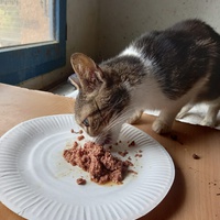 photo de livraison pour Amicale Chats