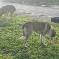 photo de livraison pour Civic Initiative Kane Korzo Skopje