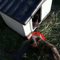 photo de livraison pour Amis de Myrtille