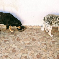 photo de livraison pour SOS Animaux Tunisie
