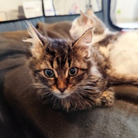 photo de livraison pour Le Gang des Matous